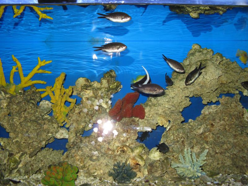Алуштинский аквариум, 2009 г.